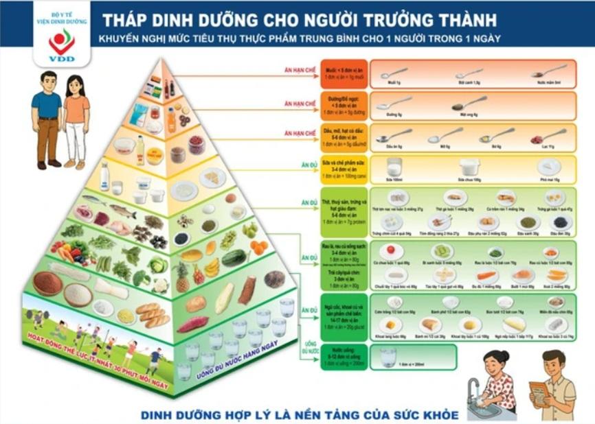 Tháp dinh dưỡng cân đối cho người trưởng thành Việt Nam